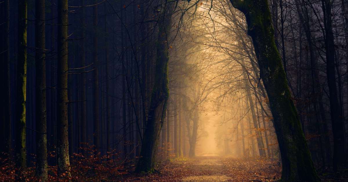 How Reconnecting with Nature Restores Our Natural State