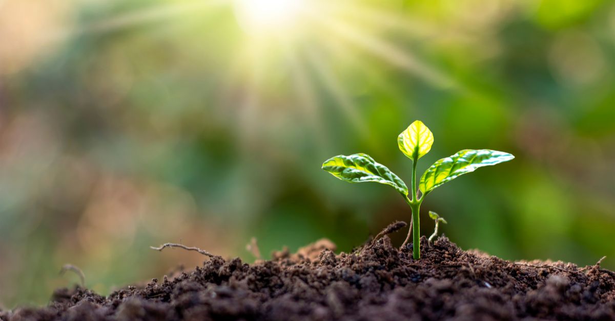 Nature’s Lesson: Why Abundance Is Our True State of Being